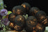 1 Set of 20 LED Black 5cm Cotton Ball Battery Powered String Lights Christmas Gift Home Wedding Party Bedroom Decoration Outdoor Indoor Table Centrepiece - Outdoorium
