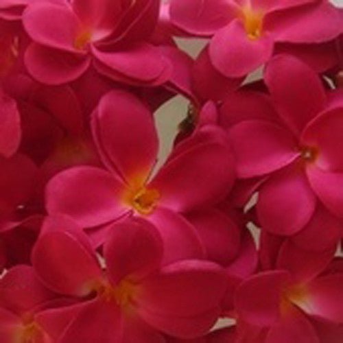 Set of 20 LED Deep Red Frangipani Flower String Lights. Perfect for Christmas, Wedding &amp; Outdoor Decorations - Outdoorium