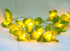 1 Set of 20 LED Green Frangipani Flower Battery String Lights Christmas Gift Home Wedding Party Decoration Outdoor Table Garland Wreath - Outdoorium