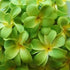 1 Set of 20 LED Green Frangipani Flower Battery String Lights Christmas Gift Home Wedding Party Decoration Outdoor Table Garland Wreath - Outdoorium