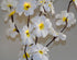 1 Set of 50cm H 20 LED White Frangipani Tree Branch Stem Fairy Light Wedding Event Party Function Table Vase Centrepiece Decoration - Outdoorium