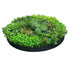 Artificial Green Wall Disk Art 150cm - Dense Green Sensation - Black Frame - Outdoorium