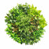 Artificial Green Wall Disk Art 80cm - Mixed Fern - Outdoorium