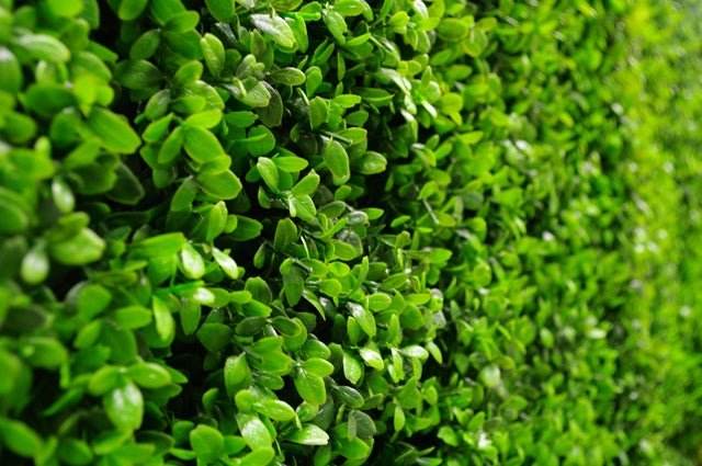 Deluxe Buxus Panels UV Stabilised 1m X 1m - Outdoorium