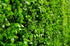 Deluxe Buxus Panels UV Stabilised 1m X 1m - Outdoorium