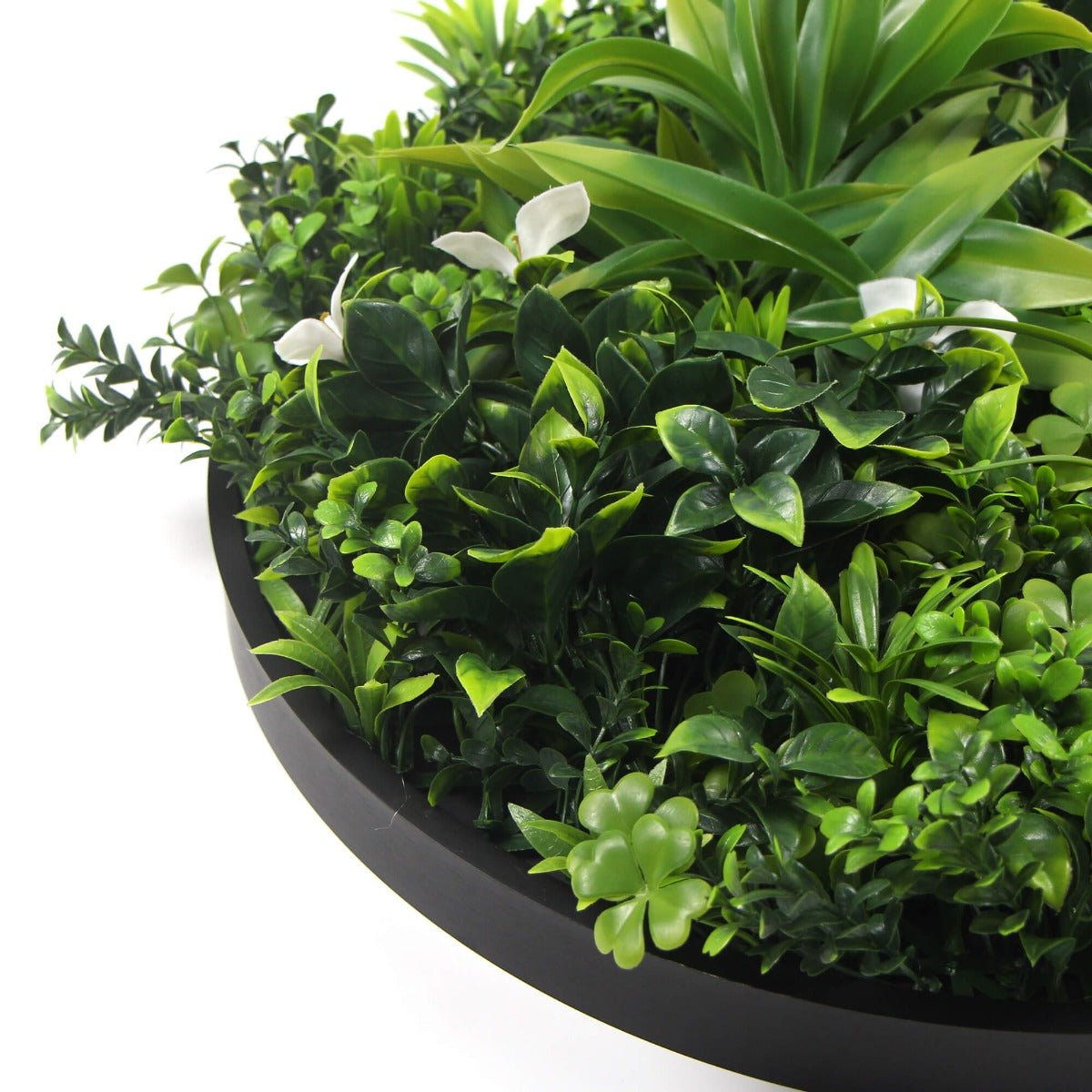 Flowering White Artificial Green Wall Disc UV Resistant 50cm (Black Frame) - Outdoorium