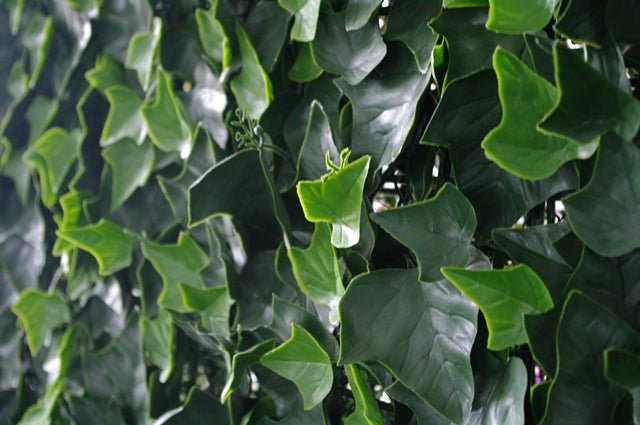 Ivy Leaf Screens / Panels UV Stabilised 1m X 1m - Outdoorium