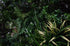 UV Stabilized Green Forest Select Range Vertical Garden 100cm X 100cm - Outdoorium