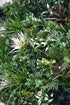 UV Stabilized Green Forest Select Range Vertical Garden 100cm X 100cm - Outdoorium